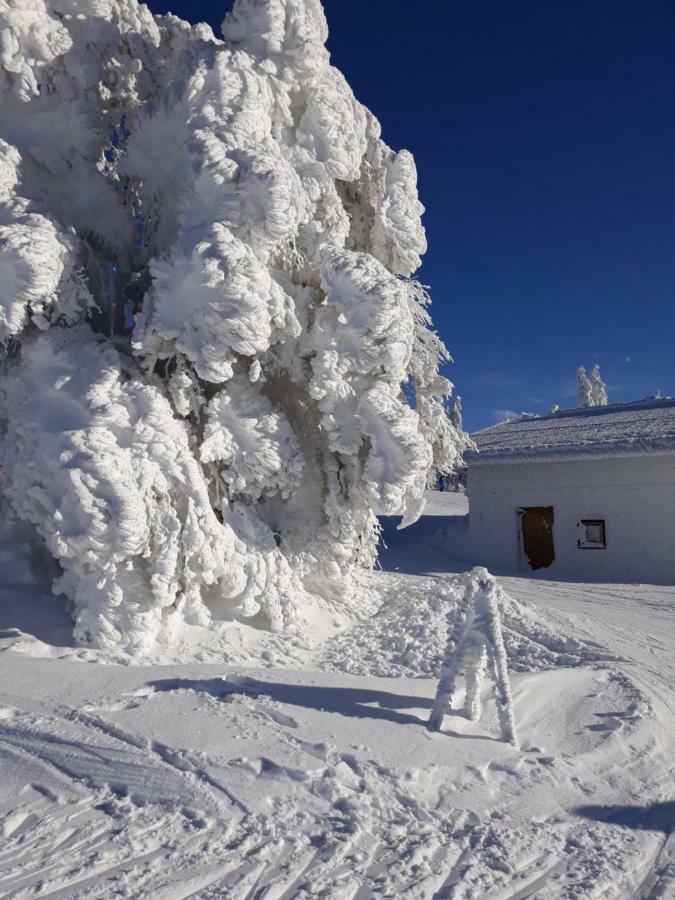 Apartment Almberg Mitterfirmiansreut Bagian luar foto